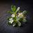 Bacognize® Bacopa