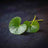 Gotu Kola
