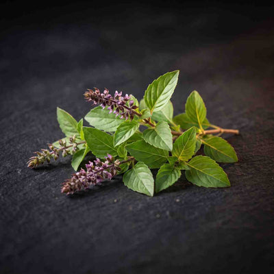 Holy Basil / Tulsi