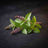 Holy Basil / Tulsi